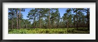 Pine trees in a forest, Suwannee Canal Recreation Area, Okefenokee National Wildlife Refuge, Georgia Fine Art Print