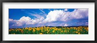 Fields of sunflowers Rudesheim vicinity Germany Fine Art Print