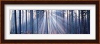 Forest w/ sunrays Landsberg Vicinity Germany Fine Art Print