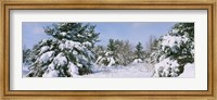 Snow covered pine trees in a forest, New York State, USA Fine Art Print