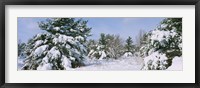Snow covered pine trees in a forest, New York State, USA Fine Art Print