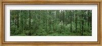 Flowering Dogwood (Cornus florida) trees in a forest, Alaska, USA Fine Art Print
