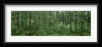 Flowering Dogwood (Cornus florida) trees in a forest, Alaska, USA Fine Art Print