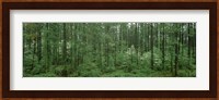 Flowering Dogwood (Cornus florida) trees in a forest, Alaska, USA Fine Art Print