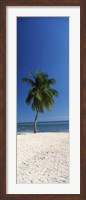 Palm tree on the beach, Smathers Beach, Key West, Monroe County, Florida, USA Fine Art Print