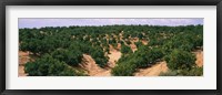 Orange groves in a field, Andalusia, Spain Fine Art Print