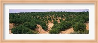 Orange groves in a field, Andalusia, Spain Fine Art Print