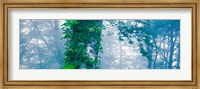 Forest Nagano Kijimadaira-mura Japan Fine Art Print