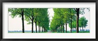 Tree-lined road Noord Holland Edam vicinty Netherlands Fine Art Print