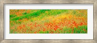 Fields of flowers Andalusia Granada Vicinity Spain Fine Art Print