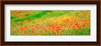 Fields of flowers Andalusia Granada Vicinity Spain Fine Art Print