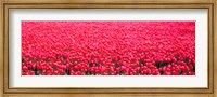 Fields of tulips Alkmaar Vicinity Netherlands Fine Art Print