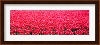 Fields of tulips Alkmaar Vicinity Netherlands Fine Art Print