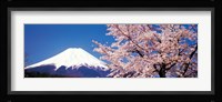 Mt Fuji Cherry Blossoms Yamanashi Japan Fine Art Print