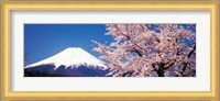 Mt Fuji Cherry Blossoms Yamanashi Japan Fine Art Print