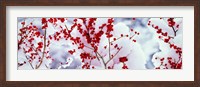 Holly trees Kyoto Keihoku-cho Japan Fine Art Print