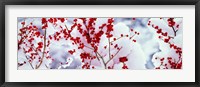 Holly trees Kyoto Keihoku-cho Japan Fine Art Print