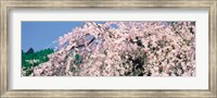 Jyoshokou-ji Kyoto Japan Fine Art Print