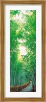 Path Flanked by Green Trees, Sagano Kyoto Japan Fine Art Print
