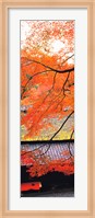 Autumn Colors, Sagano Kyoto Japan Fine Art Print