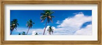 Palm trees Miami FL USA Fine Art Print