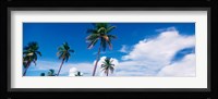 Palm trees Miami FL USA Fine Art Print