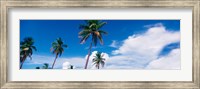 Palm trees Miami FL USA Fine Art Print