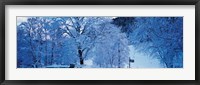 Snow Covered Trees, Ramsau Germany Fine Art Print