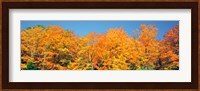 Trees Autumn Ontario Canada Fine Art Print
