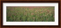Wildflowers blooming in a field, Lee County, Illinois, USA Fine Art Print