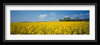 Oilseed rape (Brassica napus) crop in a field, Switzerland Fine Art Print