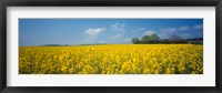Oilseed rape (Brassica napus) crop in a field, Switzerland Fine Art Print