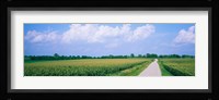 Road along corn fields, Jo Daviess County, Illinois, USA Fine Art Print
