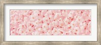 Carpet of Cherry Blossoms Fine Art Print