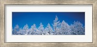 Snow covered trees, Utsukushigahara Nagano Japan Fine Art Print