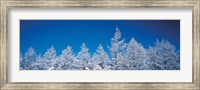 Snow covered trees, Utsukushigahara Nagano Japan Fine Art Print