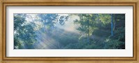 Sun filtering through trees, Nagano Japan Fine Art Print