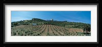 Olive Groves Evora Portugal Fine Art Print