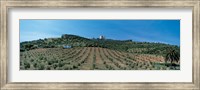 Olive Groves Evora Portugal Fine Art Print