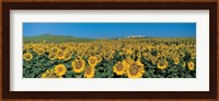 Sunflower field Andalucia Spain Fine Art Print