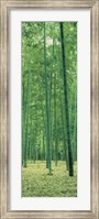 Bamboo Forest Nagaokakyo Kyoto Japan Fine Art Print