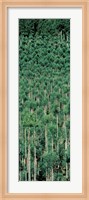 Kitayama Cedar trees Kyoto Japan Fine Art Print