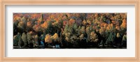 Autumn trees Laurentide Quebec Canada Fine Art Print