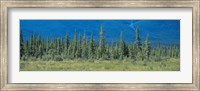 Trees in Banff National Park Canada Fine Art Print