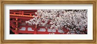 Cherry Blossom Kamigamo Shrine Kyoto Japan Fine Art Print