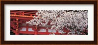 Cherry Blossom Kamigamo Shrine Kyoto Japan Fine Art Print