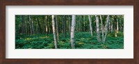 Birch Trees in Forest Fine Art Print