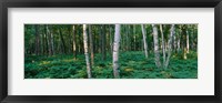 Birch Trees in Forest Fine Art Print
