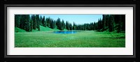 Trees in a forest, Lakes, Alaska, USA Fine Art Print
