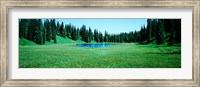 Trees in a forest, Lakes, Alaska, USA Fine Art Print